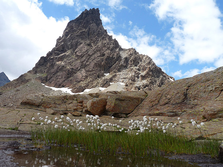 Pellenes sp.?  No, Sitticus longipes - Parco Veglia-Devero (VCO)